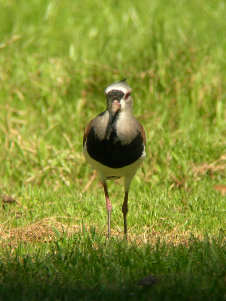 FIGURE 2 FIGURE 2